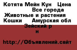 Котята Мейн Кун › Цена ­ 15 000 - Все города Животные и растения » Кошки   . Амурская обл.,Зейский р-н